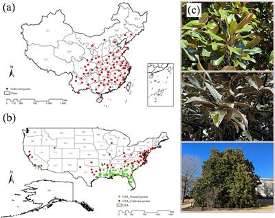 Analyzing the distribution patterns and dynamic niche of Magnolia grandiflora L. in the United States and China in response to climate change